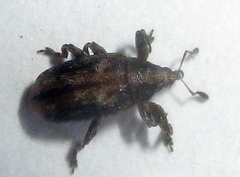 Amphibolocorynus varius