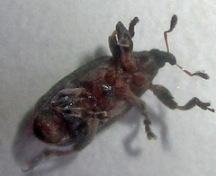 Amphibolocorynus varius