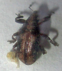 Amphibolocorynus varius