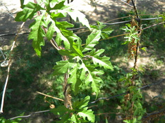 Distimake dissectus dissectus