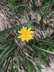 Nothocalais alpestris