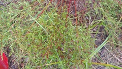 Lechea pulchella