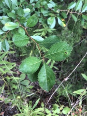 Crataegus berberifolia