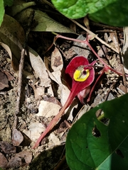 Aristolochia foetida
