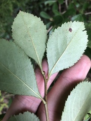 Crataegus berberifolia
