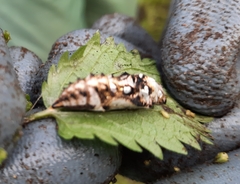 Lepidoptera