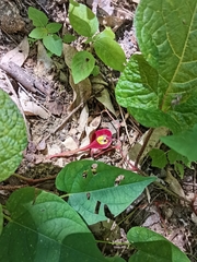 Aristolochia foetida