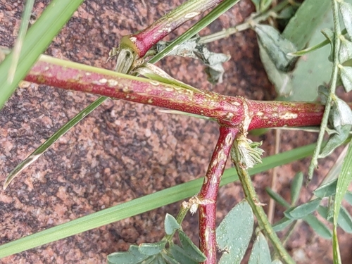 Image of Astragalus hallii by no rights reserved