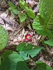 Aristolochia foetida