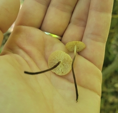 Rhizomarasmius
