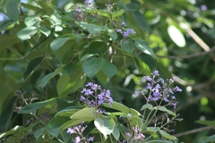 Vitex gaumeri