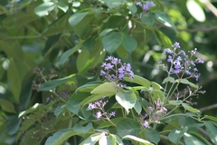 Vitex gaumeri