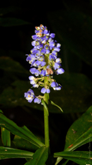 Dichorisandra paranaensis