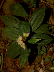 Miconia pubistyla