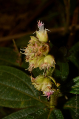 Miconia pubistyla