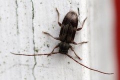 Exocentrus lusitanus