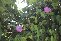 Ipomoea crinicalyx