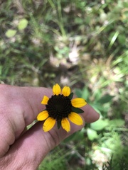 Rudbeckia terranigrae