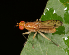 Tetanocera clara