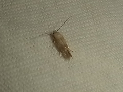 Pyroderces argyrogrammos