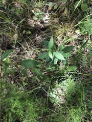 Rudbeckia terranigrae
