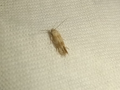 Pyroderces argyrogrammos