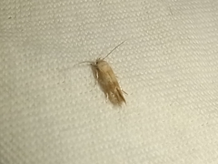 Pyroderces argyrogrammos