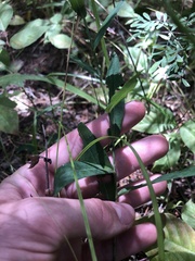 Symphyotrichum laeve concinnum