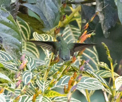 Campylopterus largipennis