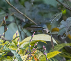 Campylopterus largipennis