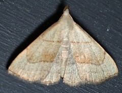 Macrochilo litophora