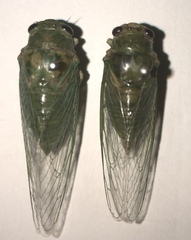 Okanagana viridis