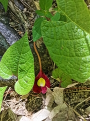 Aristolochia foetida