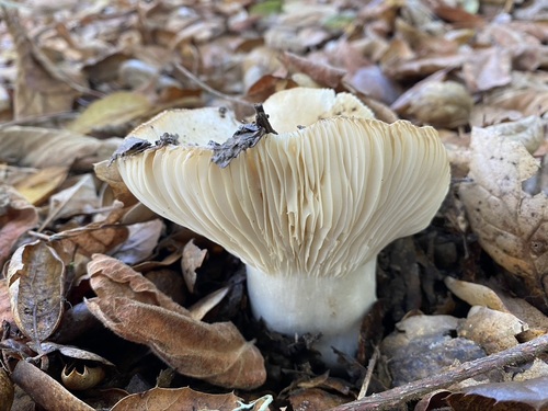 iNaturalist observation photo of Russula grundii