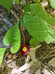 Aristolochia foetida