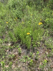 Verbesina parviflora