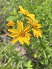 Verbesina parviflora