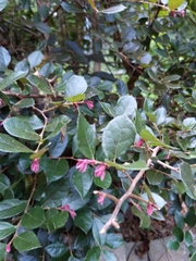 Loropetalum