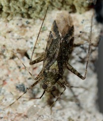 Phytocoris conspurcatus