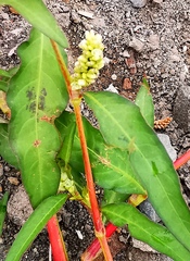Persicaria tomentosa