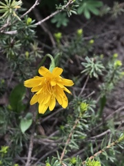 Nothocalais alpestris