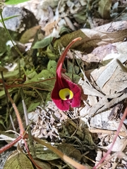 Aristolochia foetida