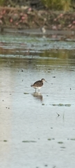 Tringa glareola
