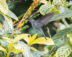 Campylopterus largipennis