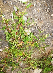 Persicaria tomentosa