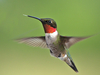 Ruby-throated Hummingbird - Photo (c) Kent Ross, some rights reserved (CC BY-NC), uploaded by Kent Ross