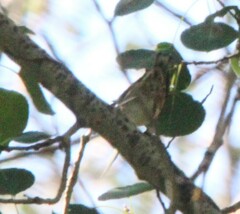Mniotilta varia