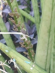 Insecta