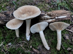 Lactarius fumosus