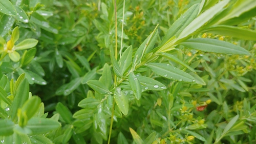 Swink's St. John's wort (Hypericum swinkianum)